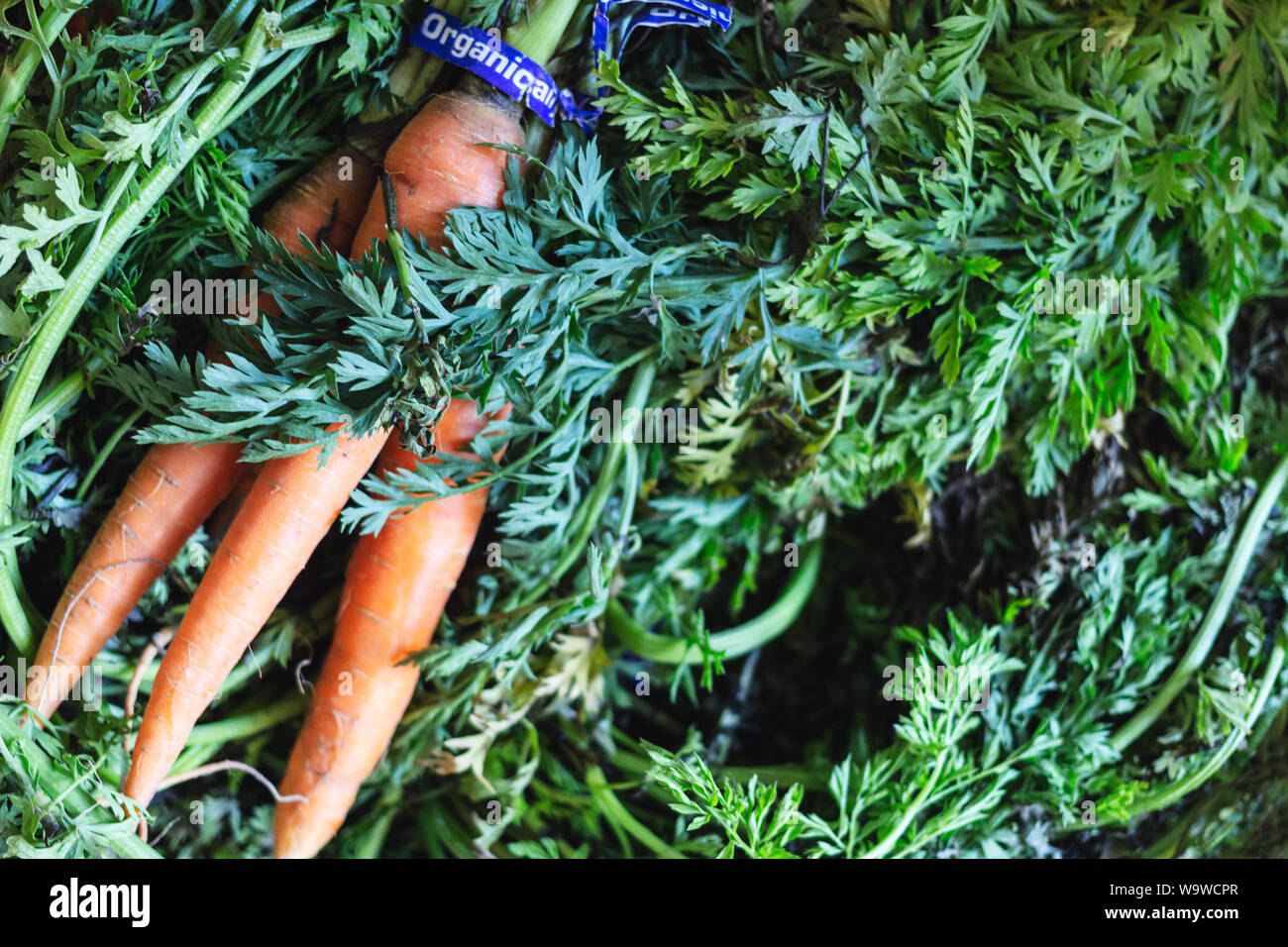 Un ensemble de matières organiques la carotte (Daucus carota subsp. sativus) attendent d'être distribués au YMCA de sensibilisation nutritionnelle noeud Asheville, NC, USA. Banque D'Images