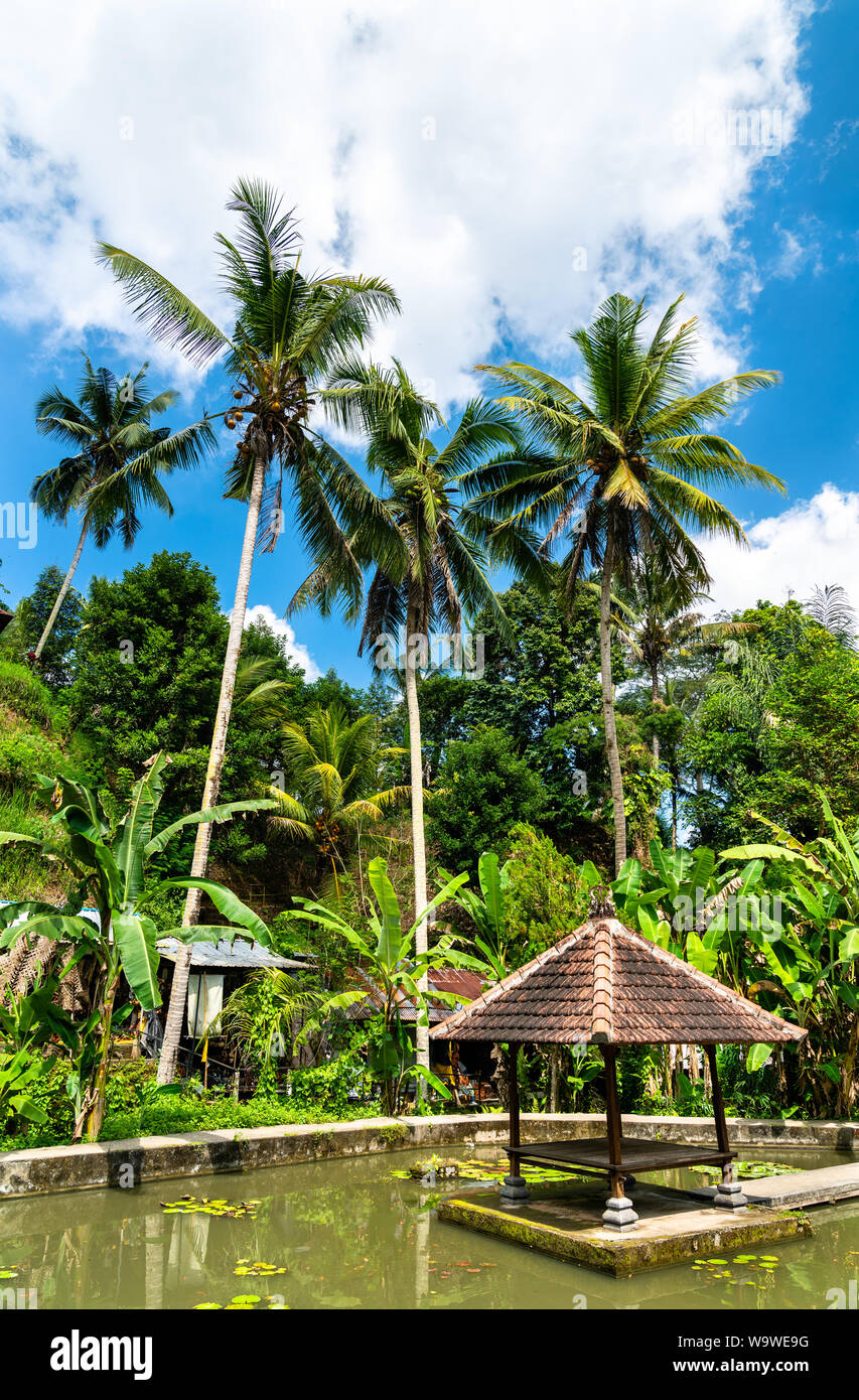 Jardin à Goa Gajah temple à Bali, Indonésie Banque D'Images