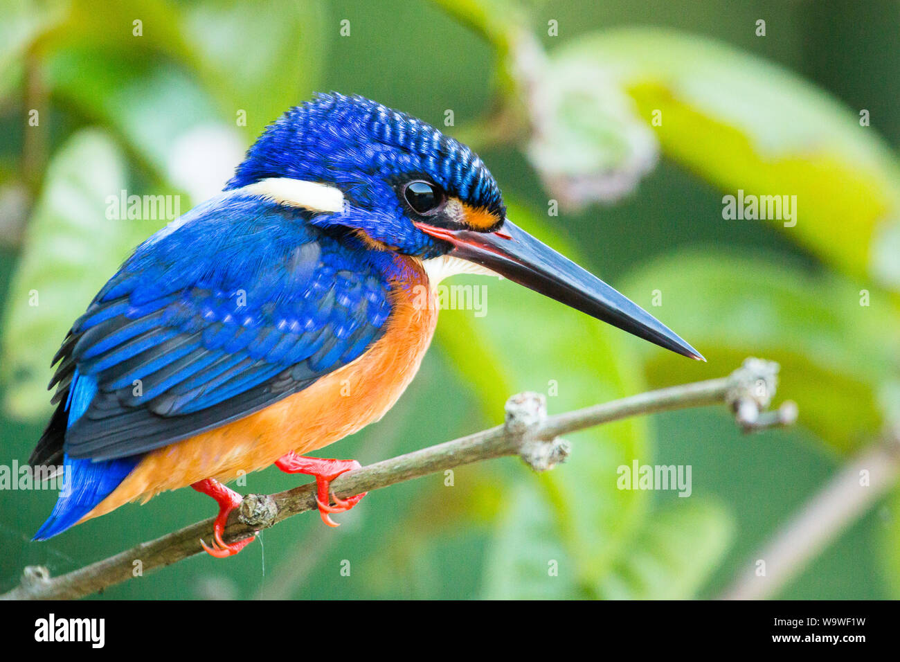 Un magnifique hibou kingfisher trouvés à côté d'une piscine calme loin de la rivière Kinabatangan, au Sabah, Bornéo Banque D'Images