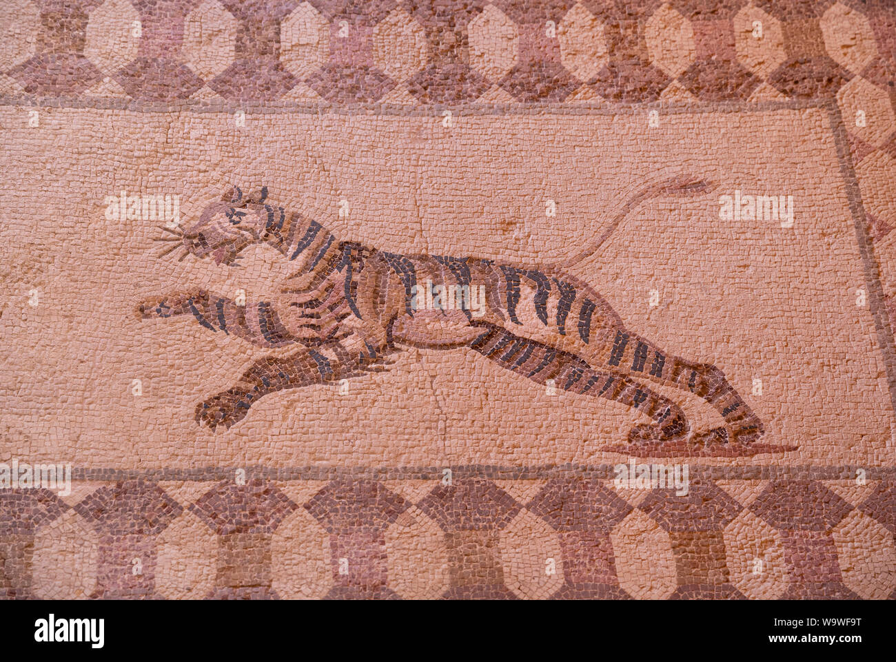 Tiger mosaïque de la Maison de Dionysos, Parc archéologique de Paphos, Kato Pafos, Chypre Banque D'Images