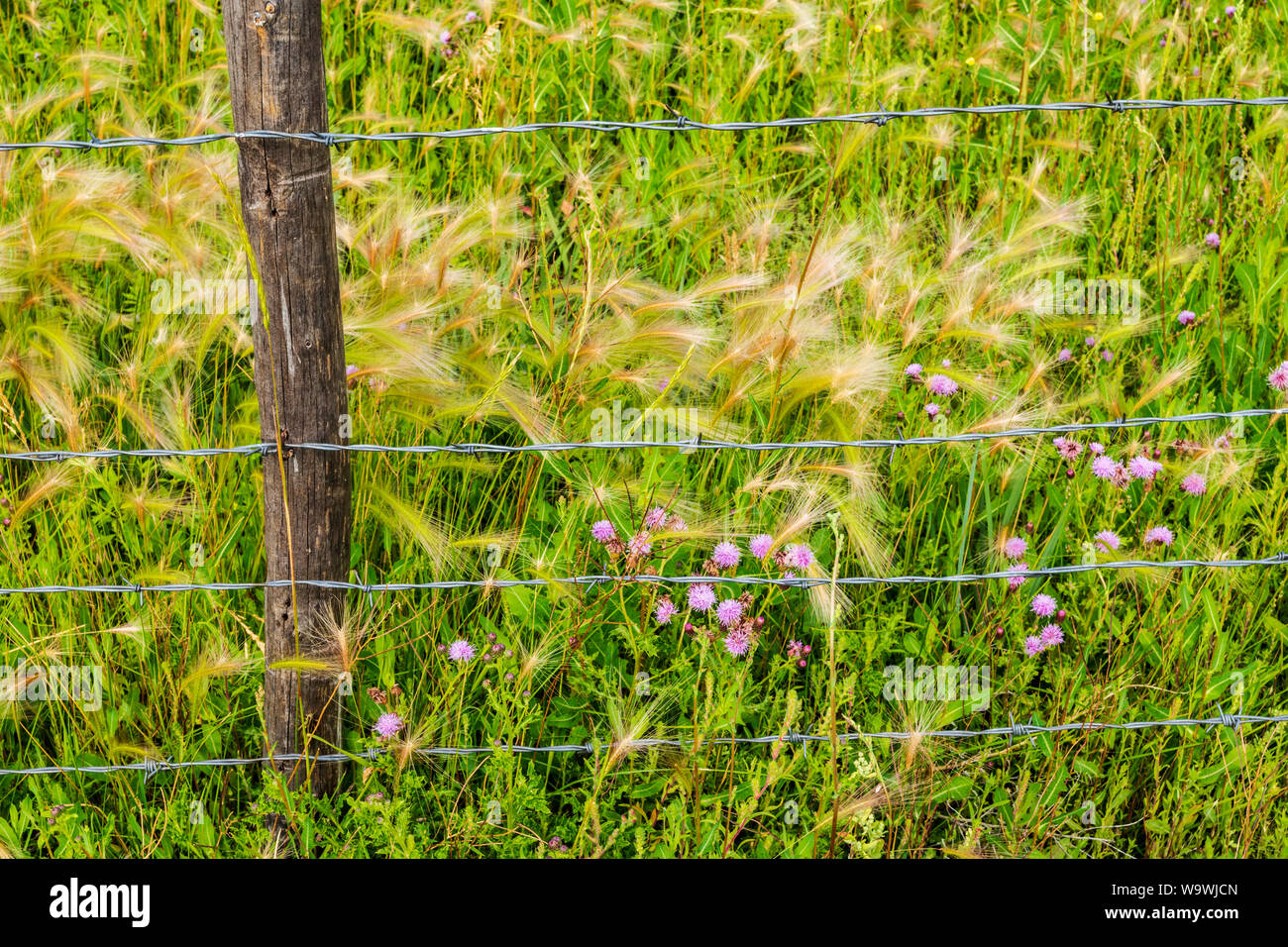Fil de fer barbelé clôture ranch ; à feuilles ondulées ; thistle Cirsium undulatum ; Asteraceae ; famille du tournesol ; centre du Colorado, USA Banque D'Images