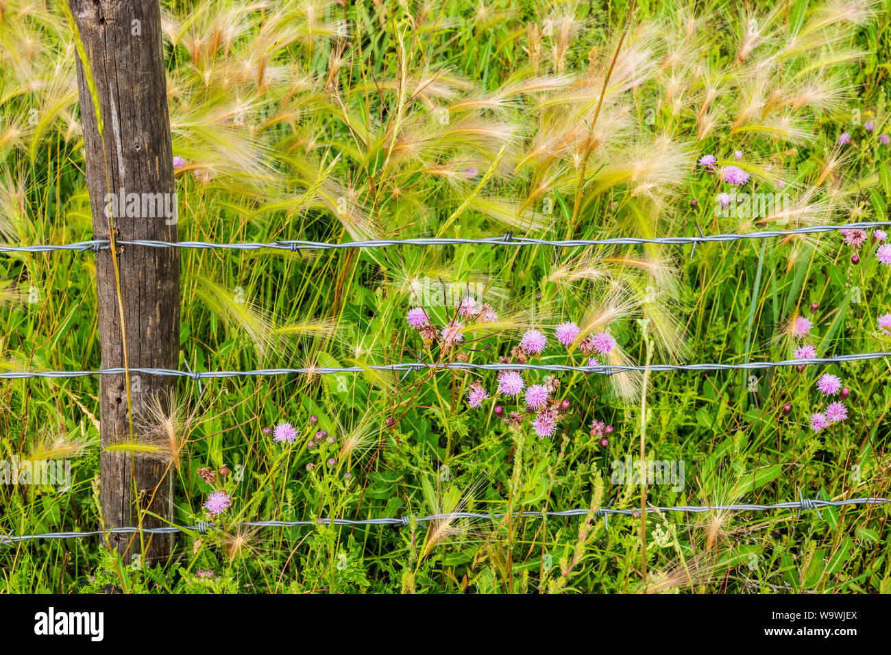 Fil de fer barbelé clôture ranch ; à feuilles ondulées ; thistle Cirsium undulatum ; Asteraceae ; famille du tournesol ; centre du Colorado, USA Banque D'Images