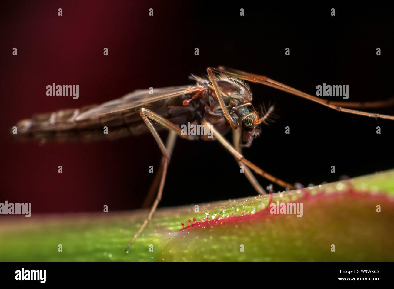 Midge a atterri sur une tige de rose, close-up de l'insecte Banque D'Images