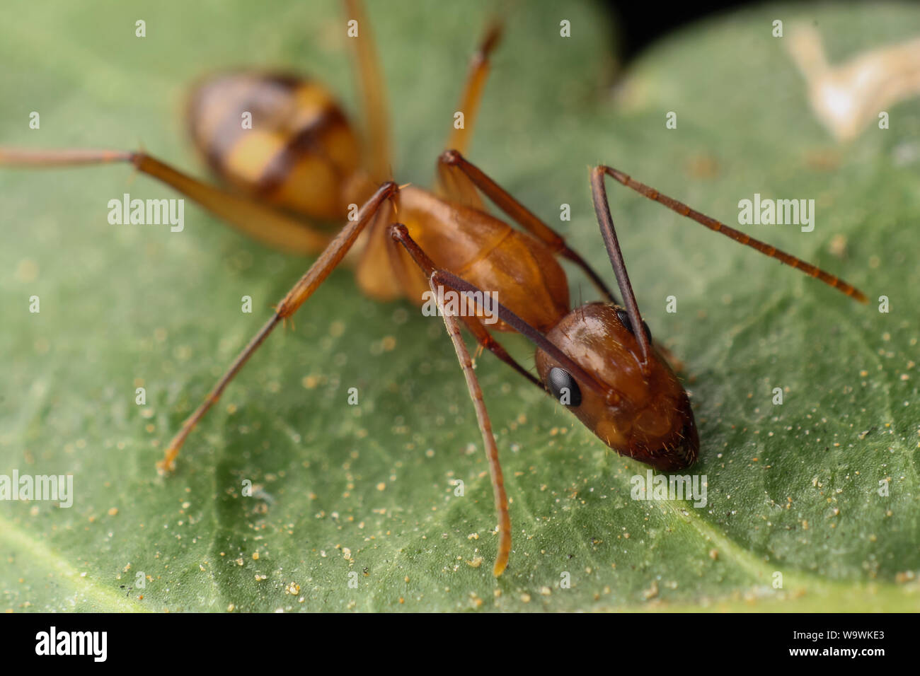 Ant trouvés dans un jardin tropical, close-up de l'insecte Banque D'Images