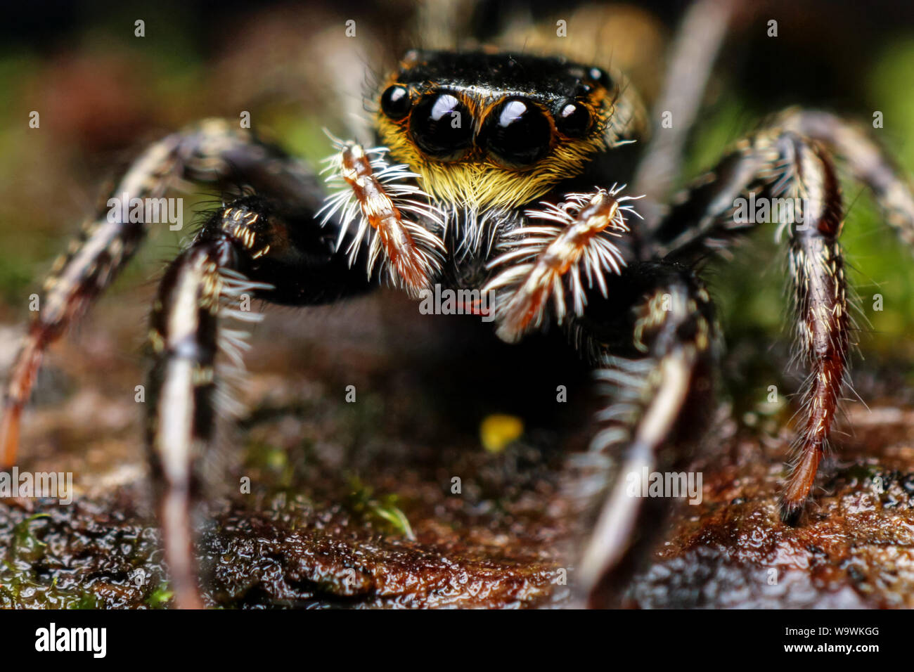 Un fort grossissement macro d'une araignée sauteuse mignonne avec de grands yeux, spider détaillées close-up (des) Banque D'Images