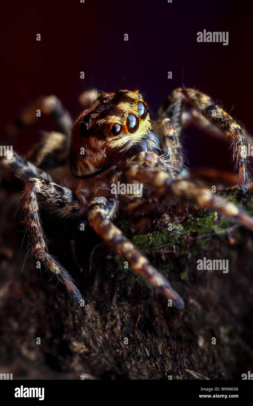 Un fort grossissement macro d'une araignée sauteuse mignonne avec de grands yeux, spider détaillées close-up (des) Banque D'Images