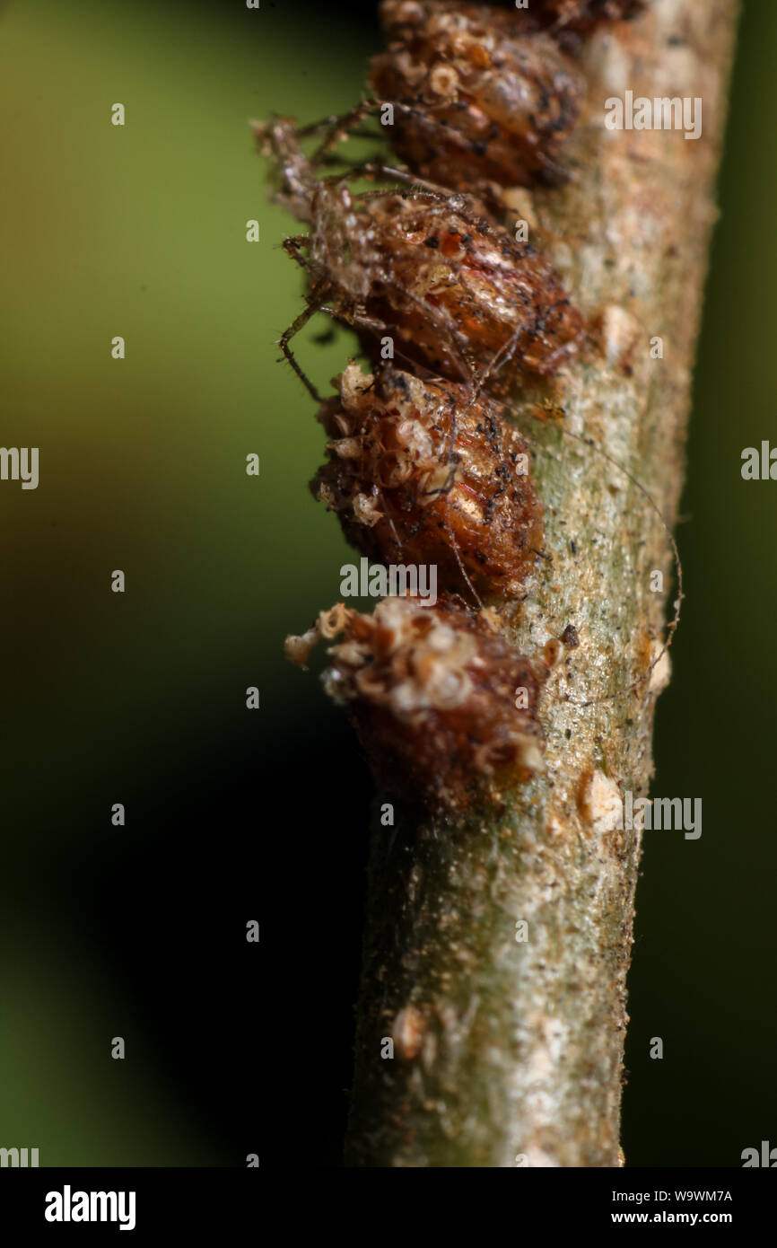 Hemiptera oeufs mis dans un jardin, près de l'oeufs d'insectes Banque D'Images