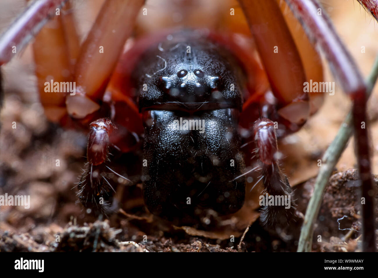 Face à l'Araignée close-up, Corinnidae du Brésil Banque D'Images