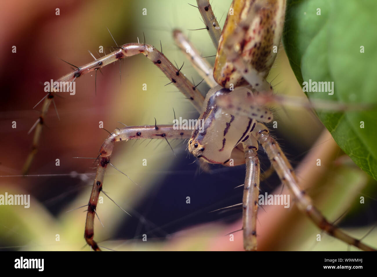 Close-up of a Green Spider lynx du Brésil Banque D'Images