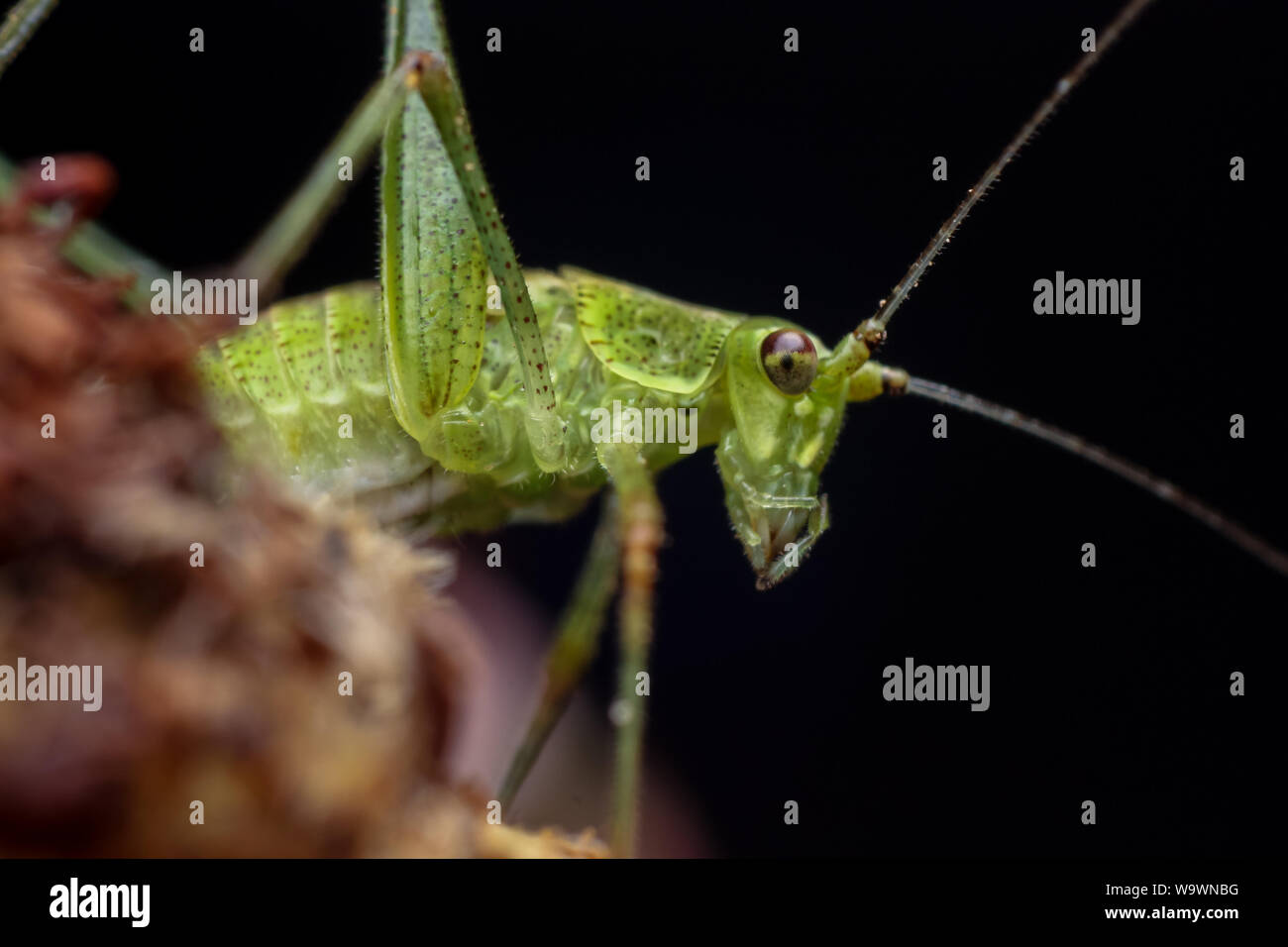 Katydid vert nymphe sur une rose dans un jardin, close-up de l'insecte Banque D'Images