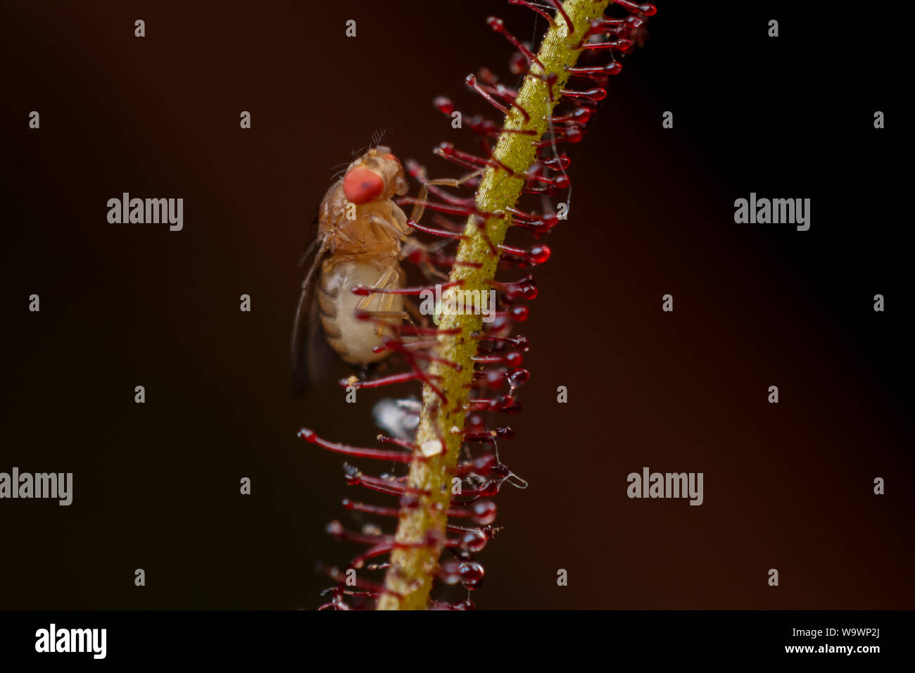 Mouche à fruits (drosophila) considéré comme une maison piégés sur un ravageur rossolis plantes carnivores, close-up Banque D'Images
