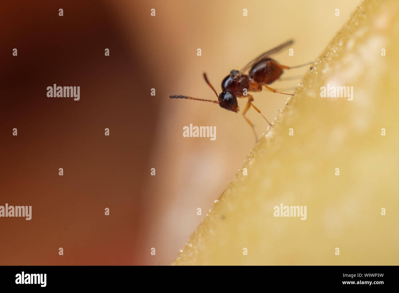 Close-up d'une petite guêpe parasitoïde, insecte noir en détail Banque D'Images