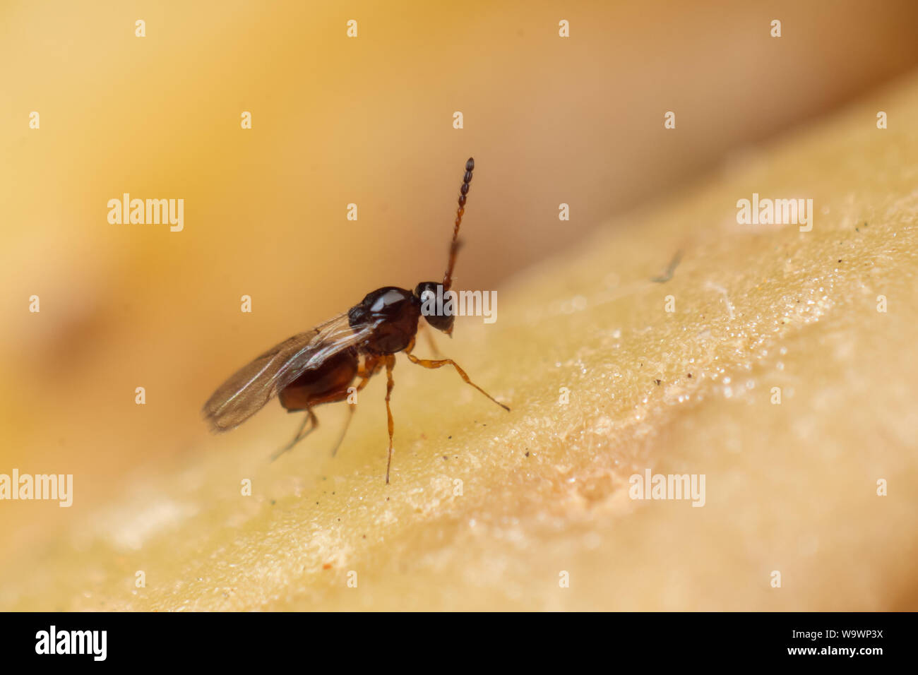 Close-up d'une petite guêpe parasitoïde, insecte noir en détail Banque D'Images