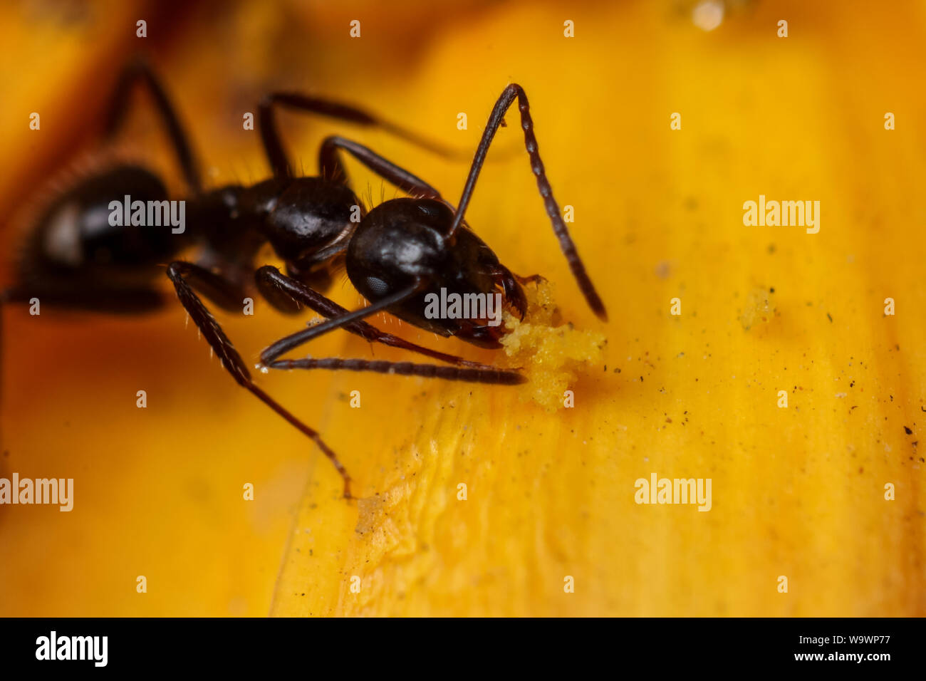Ant trouvés dans un jardin tropical, close-up de l'insecte Banque D'Images