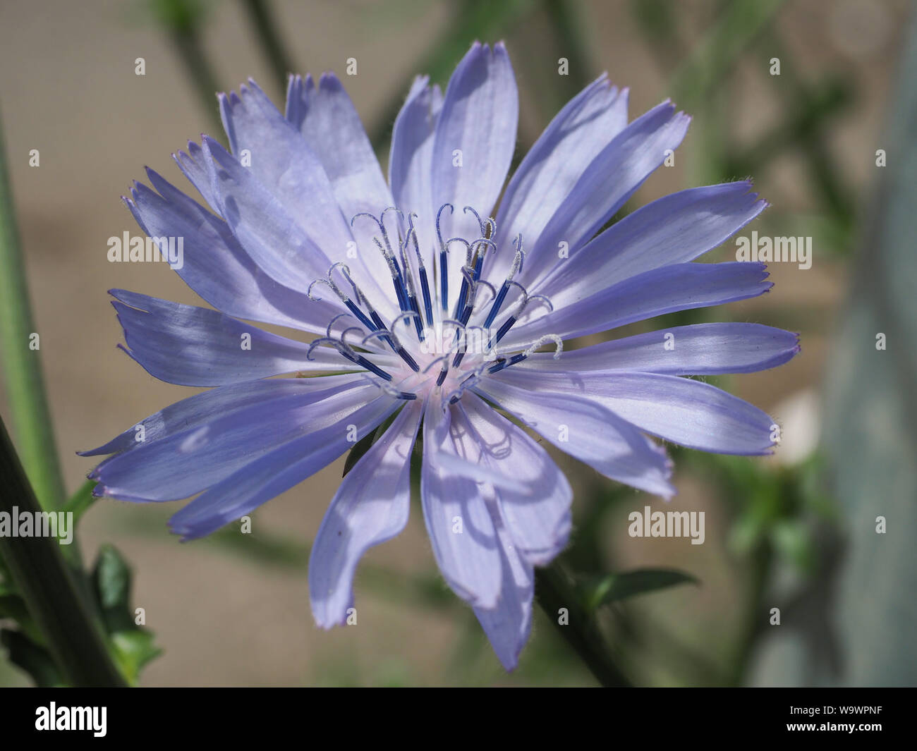 Chicorée Cichorium intybus ou commune de fleurs communément appelé marins bleu, chicorée, café, mauvaises herbes ou succory est une plante herbacée. Close up. Banque D'Images
