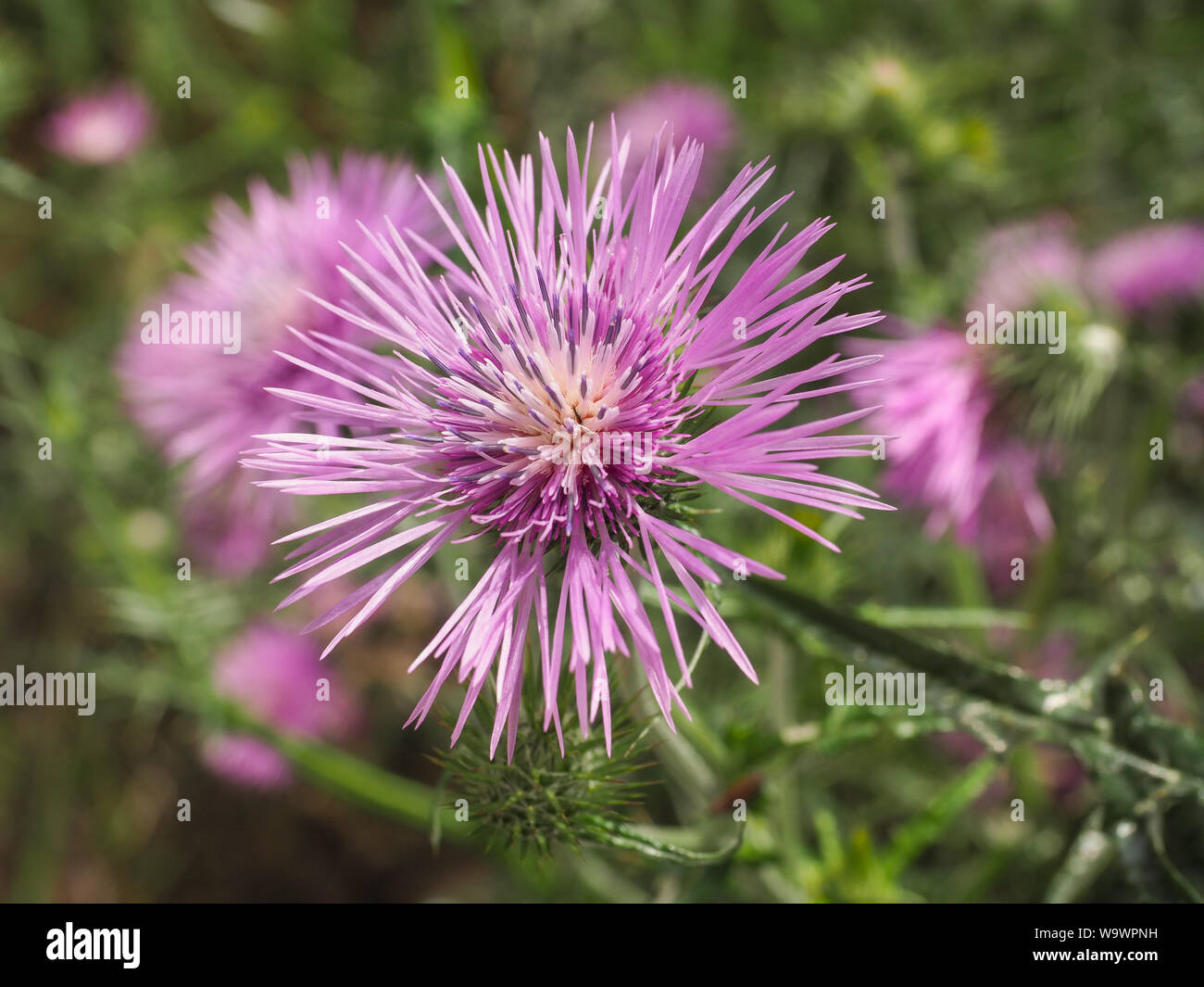 Fleur rose bud et de la faune sauvage Galactites tomentosa Thistle. Le chardon pourpre est une plante herbacée de la famille des Asteraceae. Fleur violette close up. Banque D'Images
