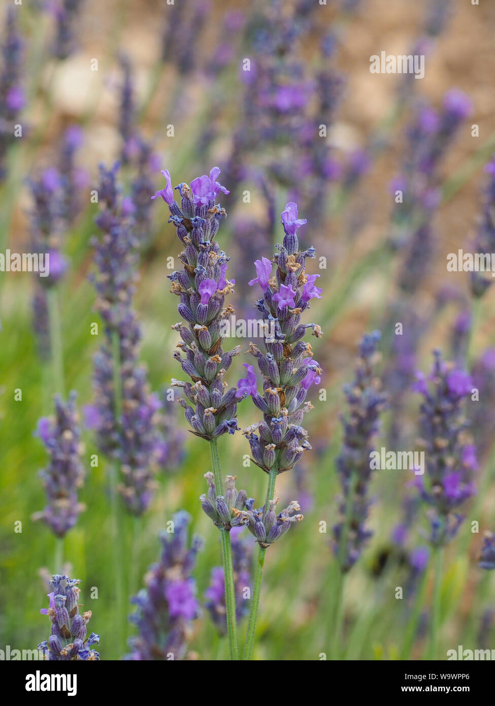 Fleurs de Lavande bleu-violet de près, avec un beau flou en arrière-plan. Lamiaceae Lavandula est genre de plantes à fleurs de la famille. Banque D'Images