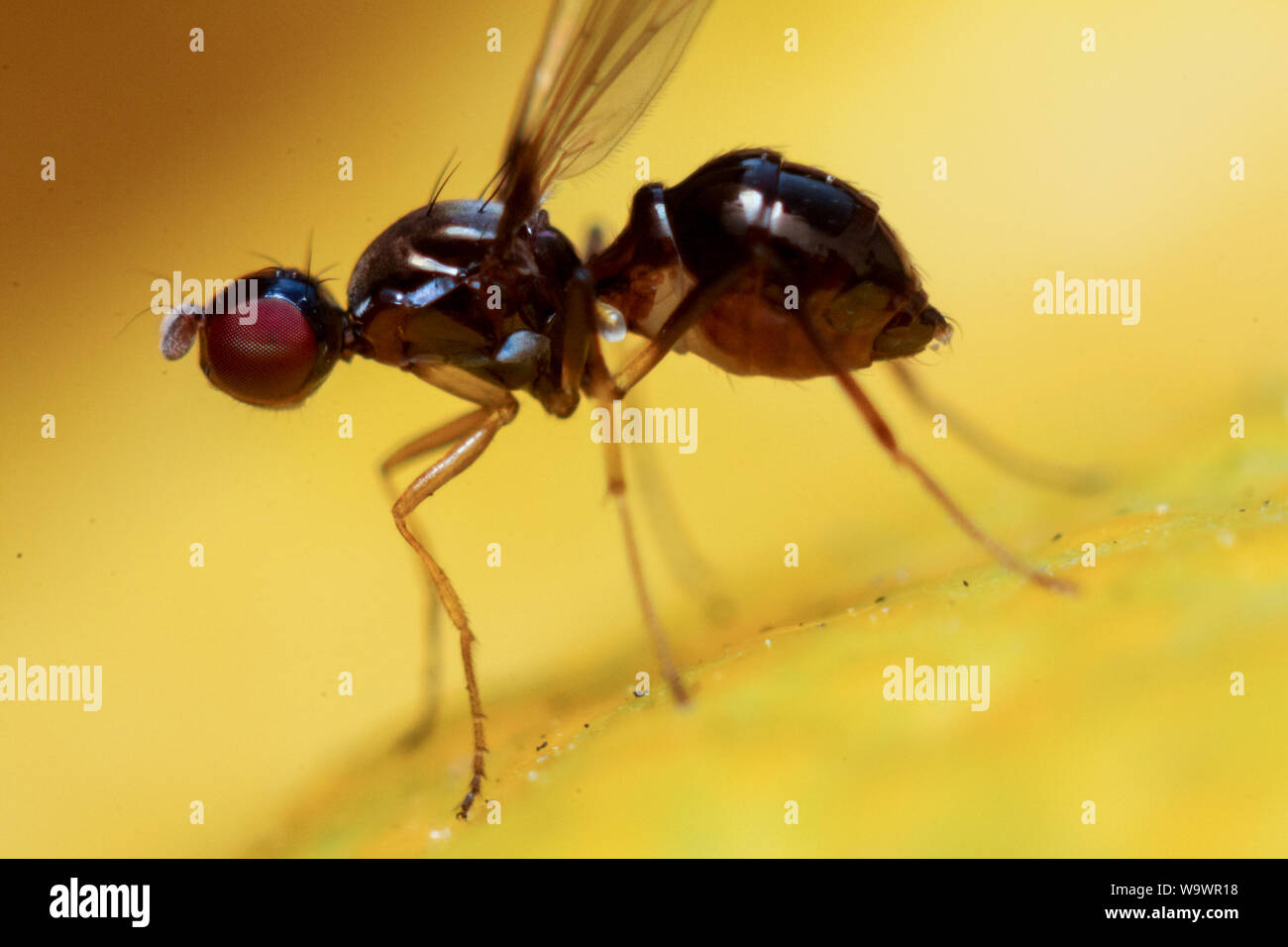 Macro colorés d'un fruit fly avec un fond de fruits, montrant l'insecte en détails Banque D'Images