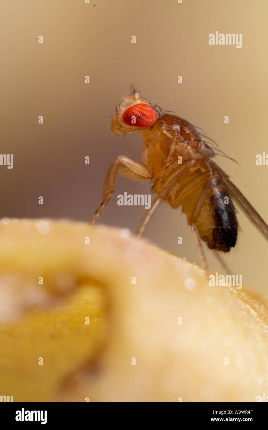 Macro colorés d'un fruit fly avec un fond de fruits, montrant l'insecte en détails Banque D'Images