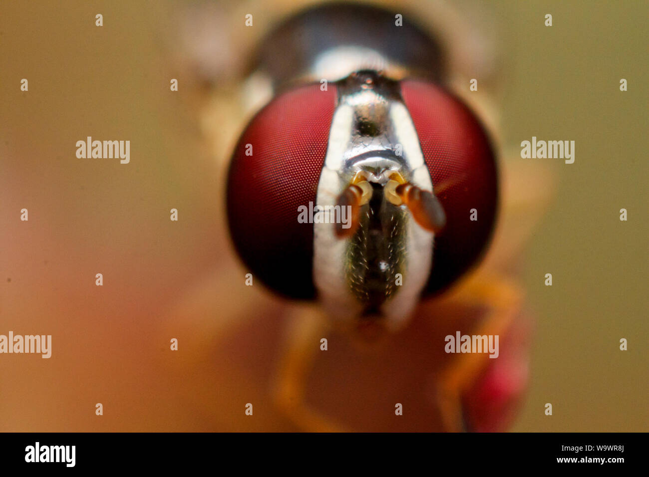 Portrait frontal d'un hover fly (syrphidae) montrant la grande tête de l'insecte et les yeux Banque D'Images