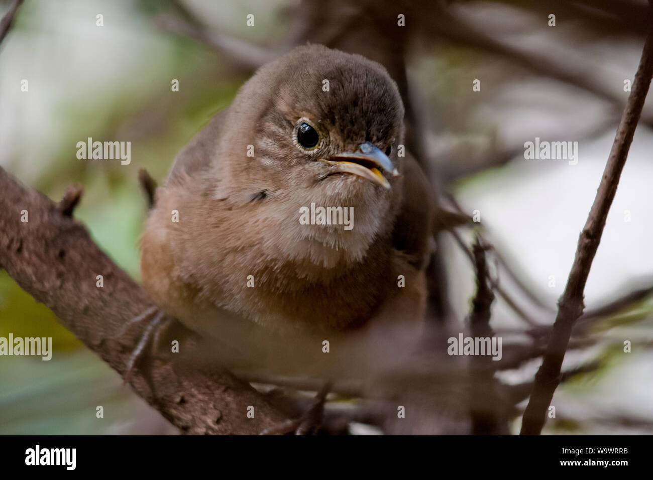 Le sud du troglodyte familier oiseau sur un arbre, près d'une espèce d'oiseaux urbains Banque D'Images