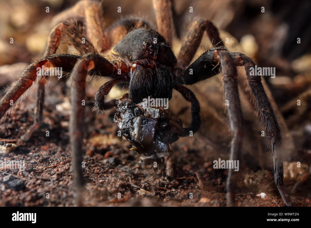 Ctneus medius araignée d'errance la forêt atlantique au Brésil illustré de manger un cafard Banque D'Images