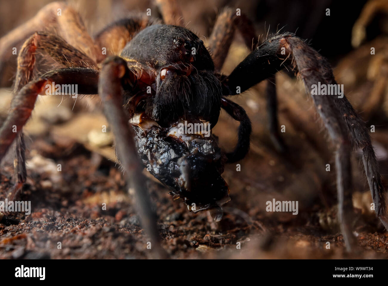 Ctneus medius araignée d'errance la forêt atlantique au Brésil illustré de manger un cafard Banque D'Images