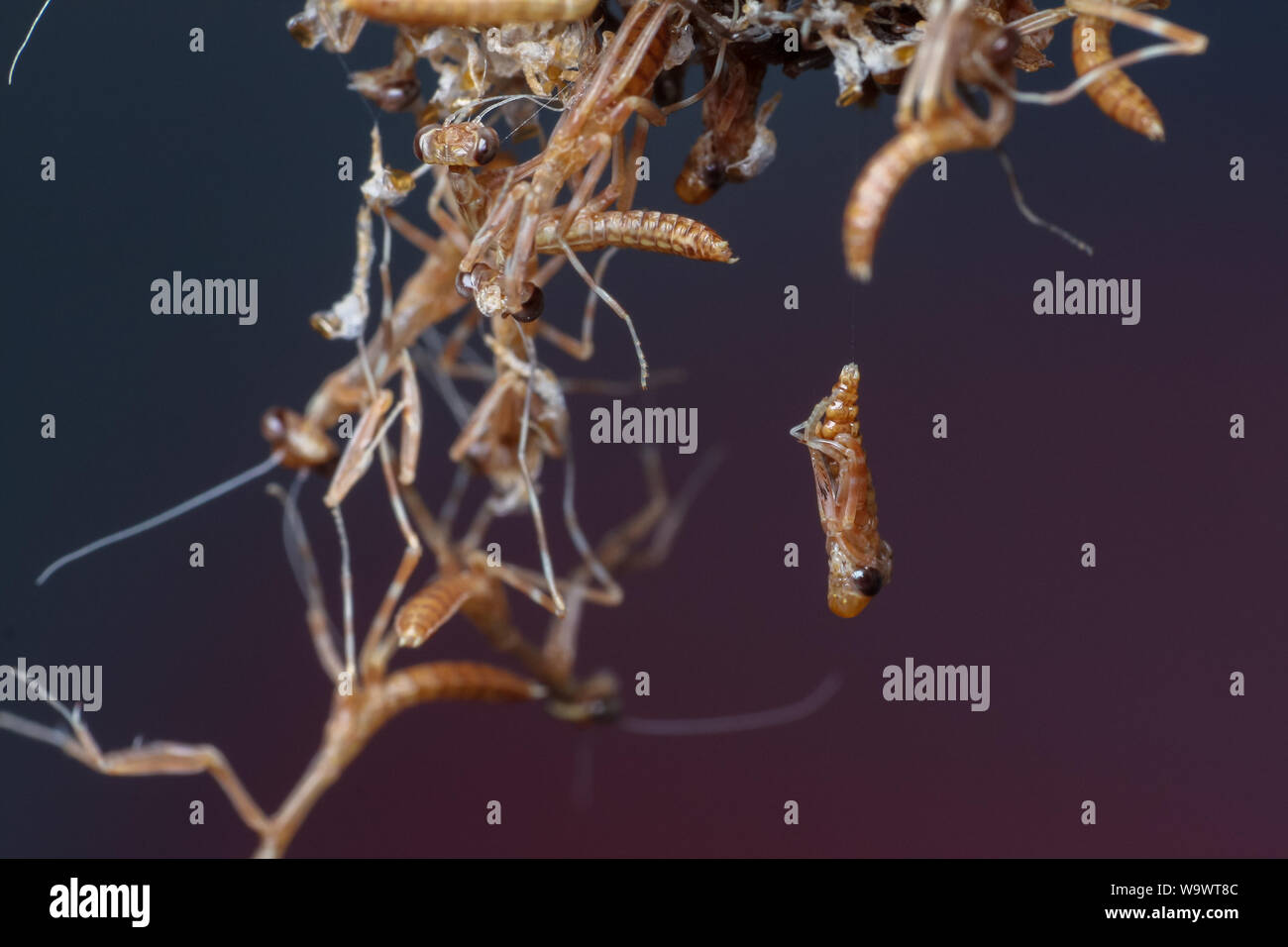 Mantis Macro d'un oothecae avec l'éclosion, les larves attaquent mantis venant de l'oeufs Banque D'Images