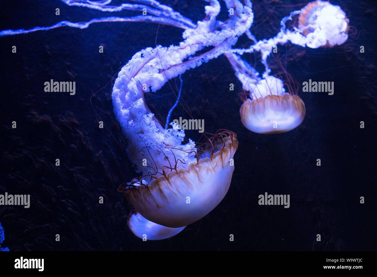 Côte ouest de l'ortie de mer sur l'affichage à Johnny Morris' Merveilles du Musée National de la faune et de l'Aquarium à Springfield, MO, USA. Banque D'Images