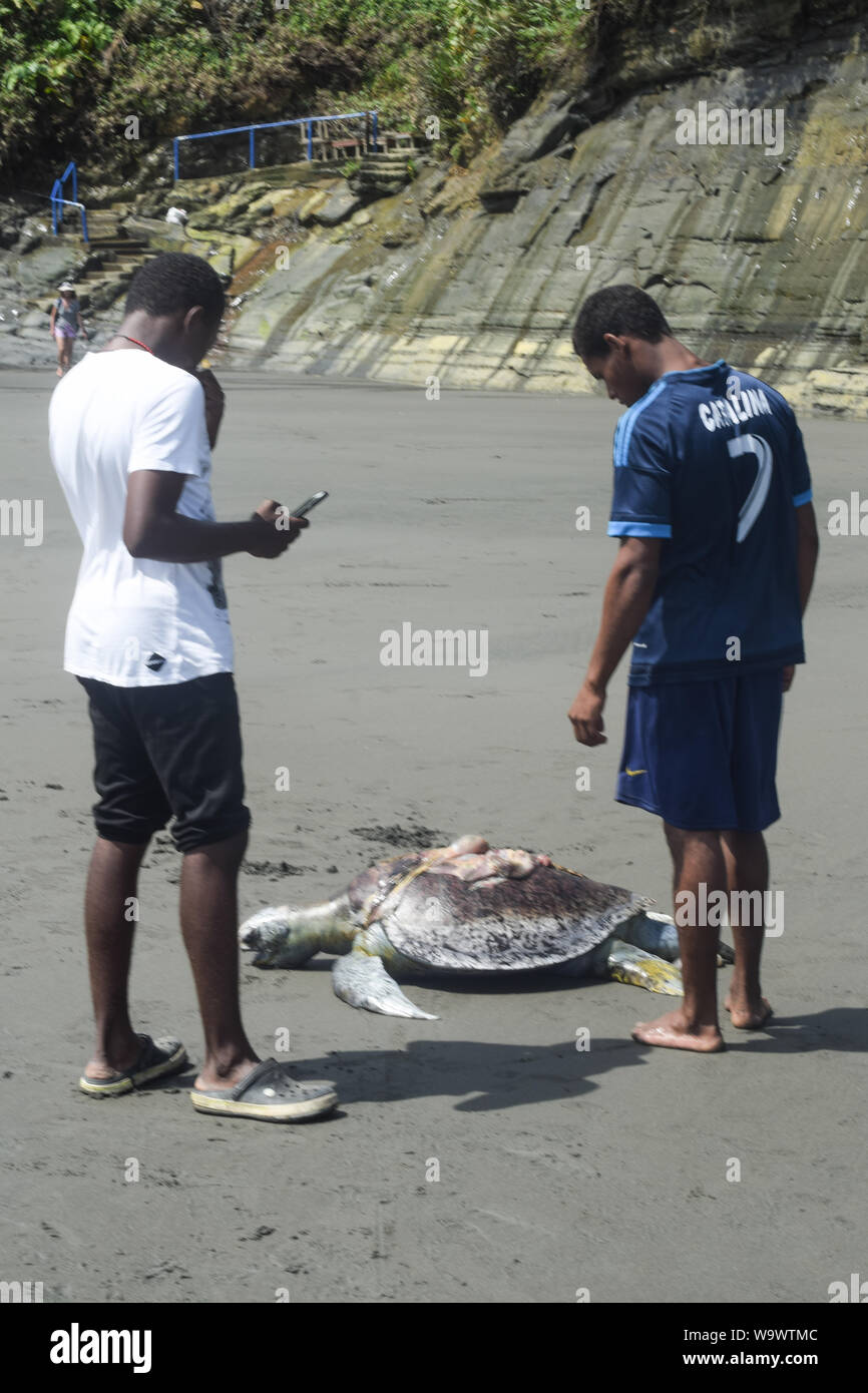 Les jeunes hommes regarder dead sea turtle (la tortue imbriquée Eretmochelys imbricata) tués par hélice de bateau à Ladrilleros, Côte pacifique de la Colombie. Banque D'Images