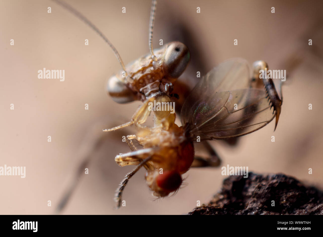 Close-up d'une petite mante religieuse qui se nourrit d'une mouche à fruits, montre les insectes dans des détails Banque D'Images