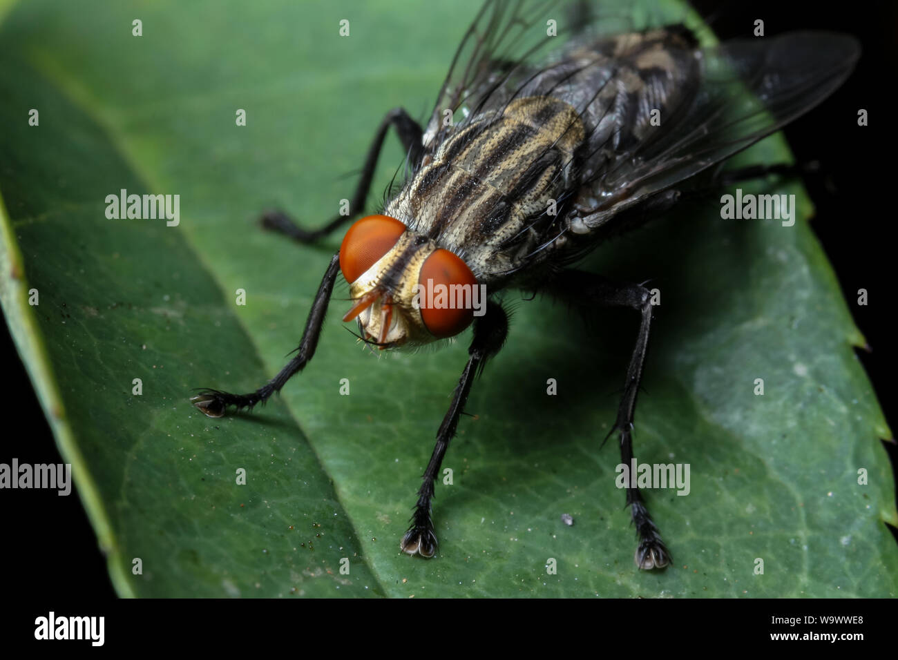 Fort agrandissement close-up d'un jardin commun fly, montrant la tête et les yeux d'insectes dans les détails Banque D'Images