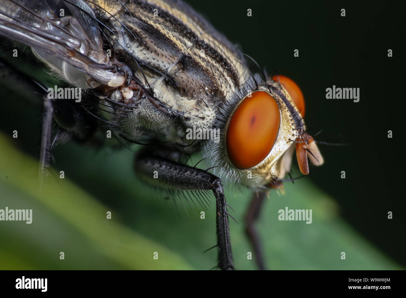 Fort agrandissement close-up d'un jardin commun fly, montrant la tête et les yeux d'insectes dans les détails Banque D'Images