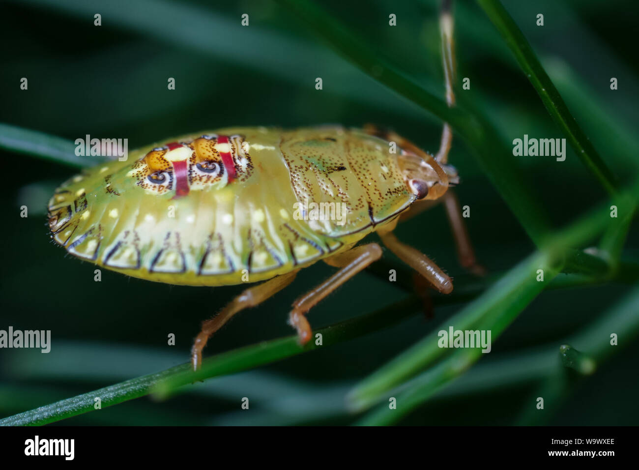 Hemiptera bug sur une plante de jardin, détails de l'insecte Banque D'Images