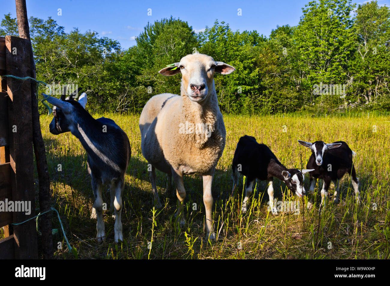 Moutons Chèvres annonce sur une nouvelle Angleterre ferme - BLUE HILL, MAINE Banque D'Images