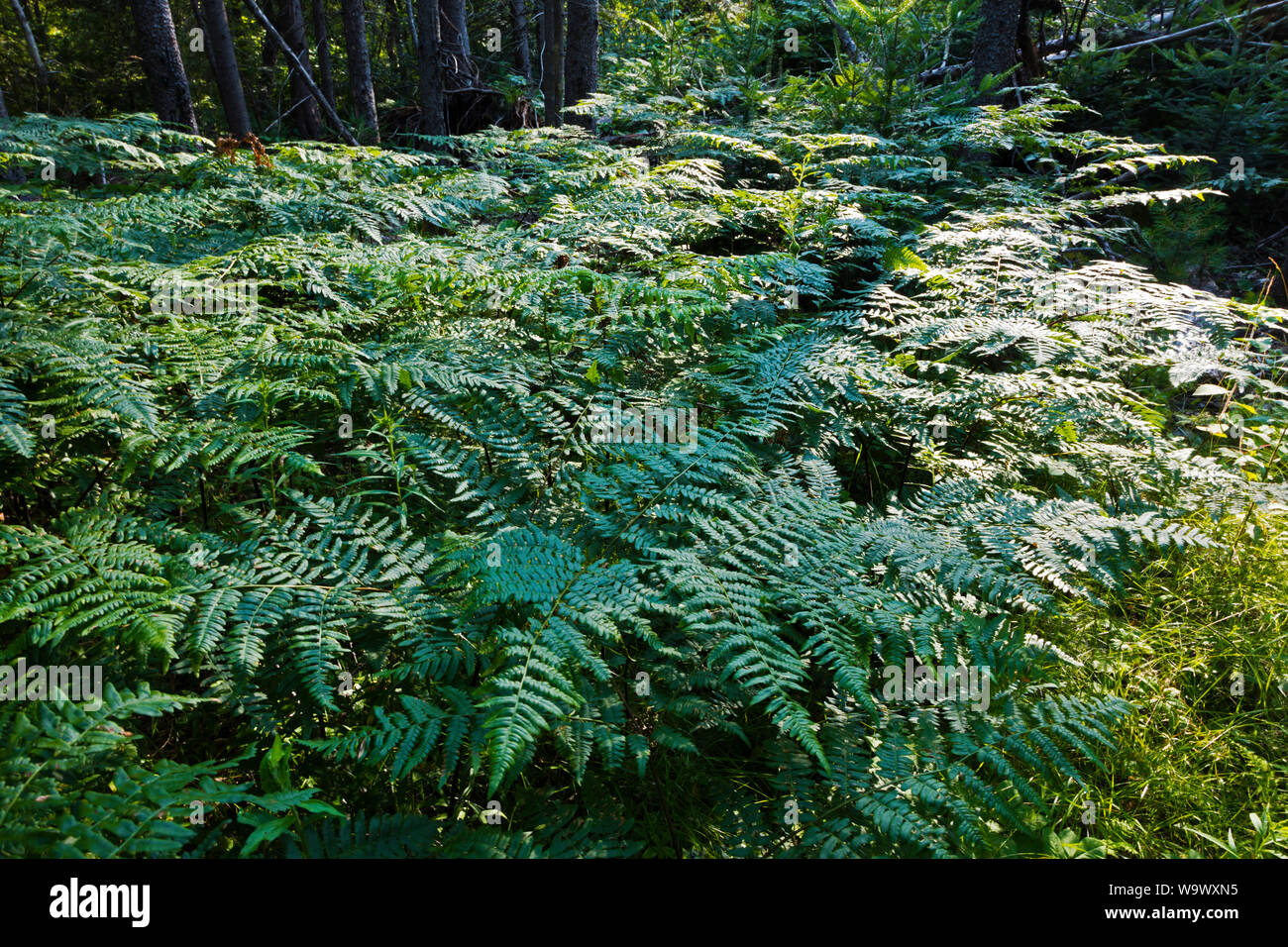 Wild ferns sont le sous-bois d'une forêt - BLUE HILL, MAINE Banque D'Images