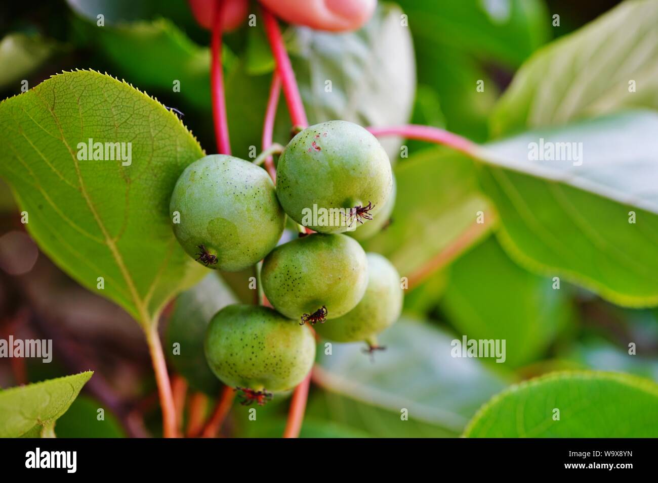 Les Jeunes Feuilles Sur Une Vigne Kiwi Retour Eclairees Par Le Soleil De Printemps D Actinidia Deliciosa Quitte Photo Stock Alamy Les Jeunes Feuilles Sur Une Vigne Kiwi Retour Eclairees Par Le Soleil De Printemps D Actinidia Deliciosa Quitte Photo Stock Alamy