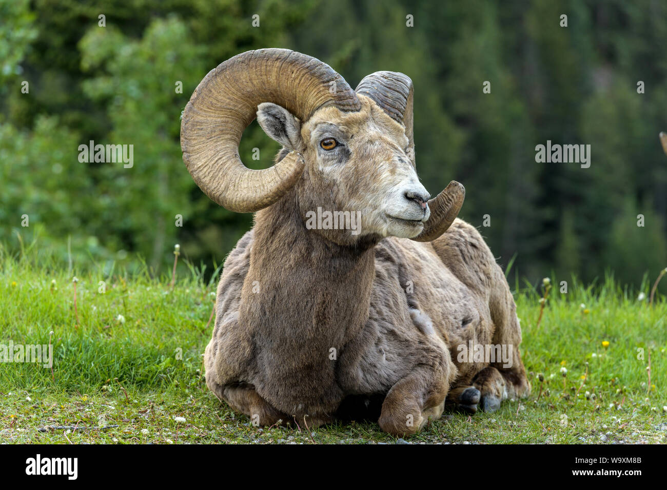 Le mouflon d'Ram - un mouflon ram reposant sur un pré vert à bord d'une forêt près de deux Jack Lake, Banff National Park, Alberta, Canada. Banque D'Images Le mouflon d'Ram - un mouflon ram reposant sur un pré vert à bord d'une forêt près de deux Jack Lake, Banff National Park, Alberta, Canada. Banque D'Images