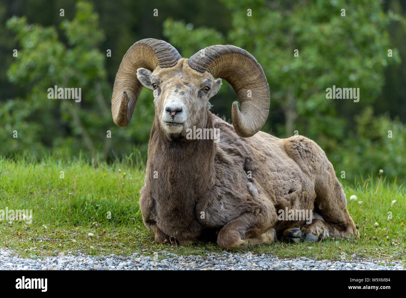 Mouflons - une vue frontale d'un mouflon ram reposant sur un pré vert près de deux Jack Lake sur un matin de printemps, Banff National Park, Alberta, Canada. Banque D'Images Mouflons - une vue frontale d'un mouflon ram reposant sur un pré vert près de deux Jack Lake sur un matin de printemps, Banff National Park, Alberta, Canada. Banque D'Images