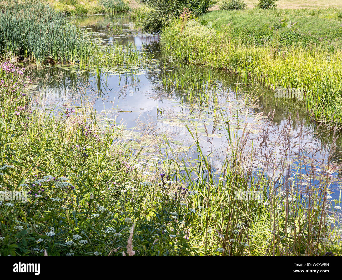 Roseaux vert sur la rivière aux beaux jours d'été dans le milieu naturel. Banque D'Images