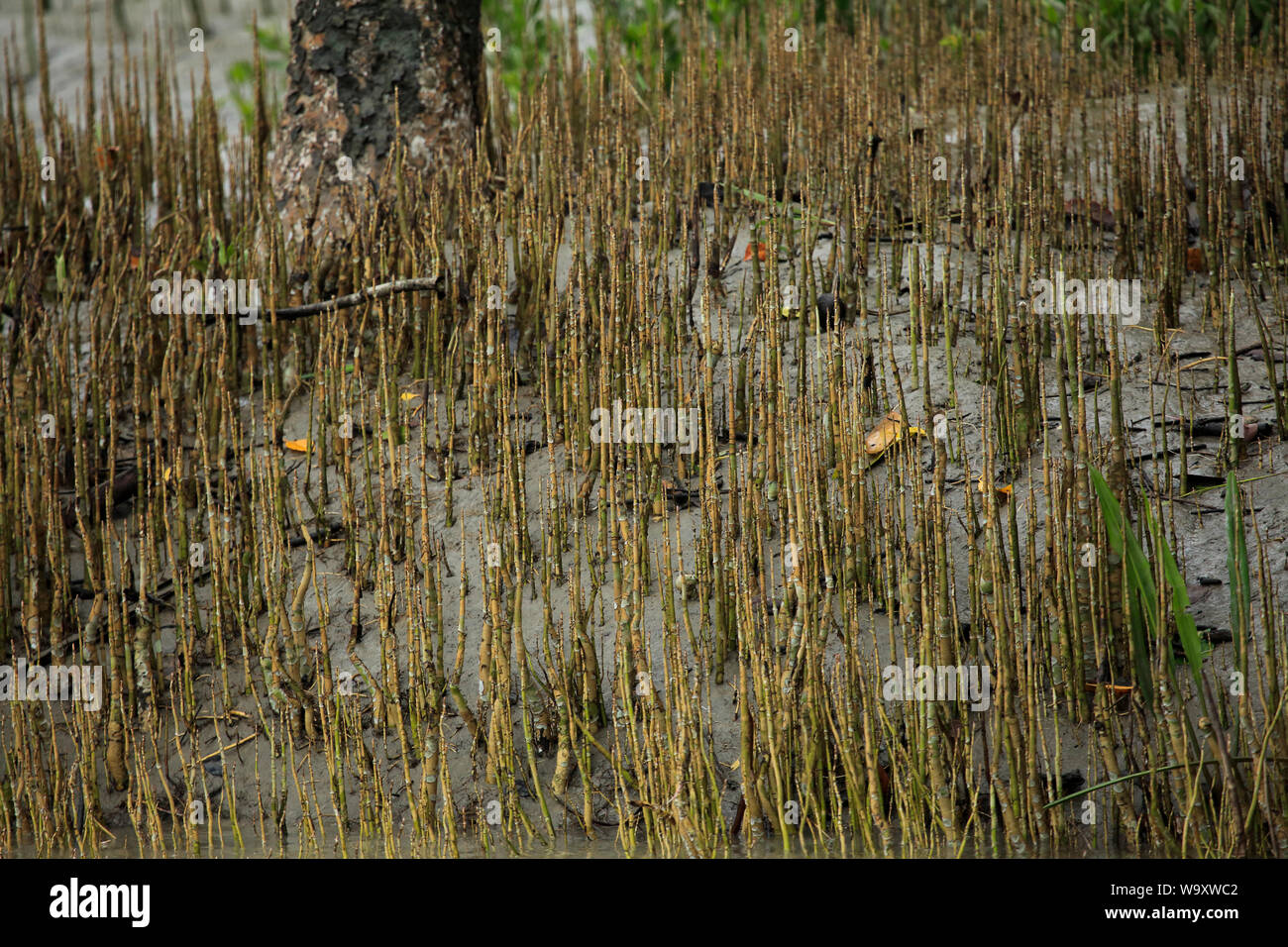 La respiration des racines dans des Sundarbans, la plus grande forêt de mangroves dans le monde. Le Bangladesh. Banque D'Images La respiration des racines dans des Sundarbans, la plus grande forêt de mangroves dans le monde. Le Bangladesh. Banque D'Images