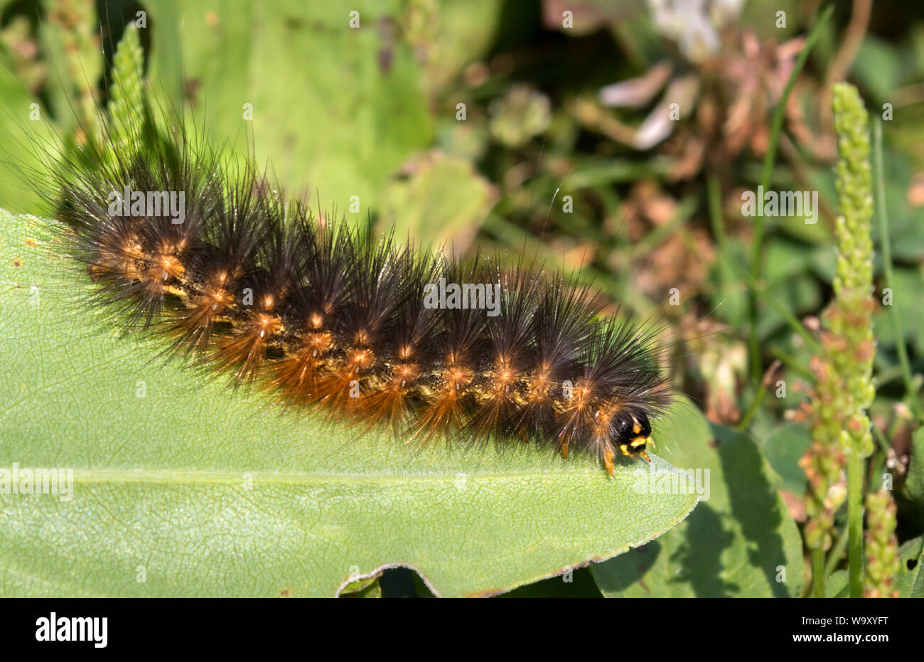 Déménagement hairy caterpillar de jardin Tiger Moth (Arctia caja) Banque D'Images