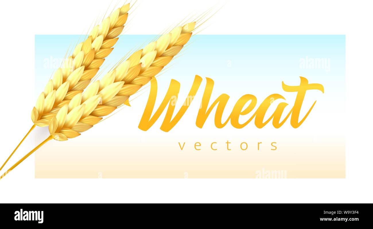 Deux épillets blé blé réaliste avec lettrage sur sky et sur le terrain. Emblème moderne modèle, vector illustration. Illustration de Vecteur