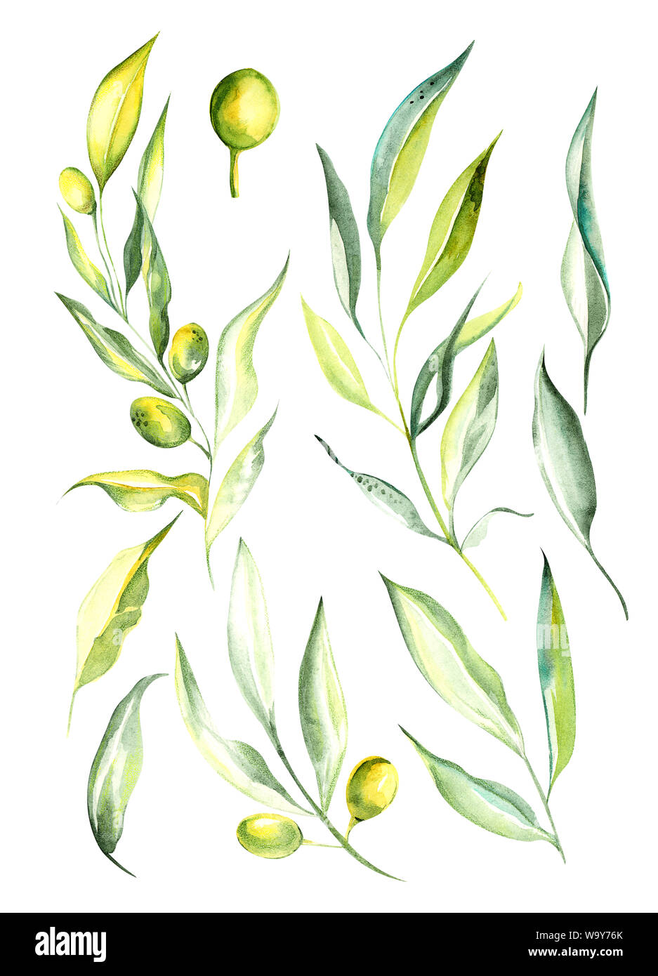 Illustration aquarelle dessin couleur verte de branches et de fruits d'olive dans un ensemble sur un fond isolé Banque D'Images