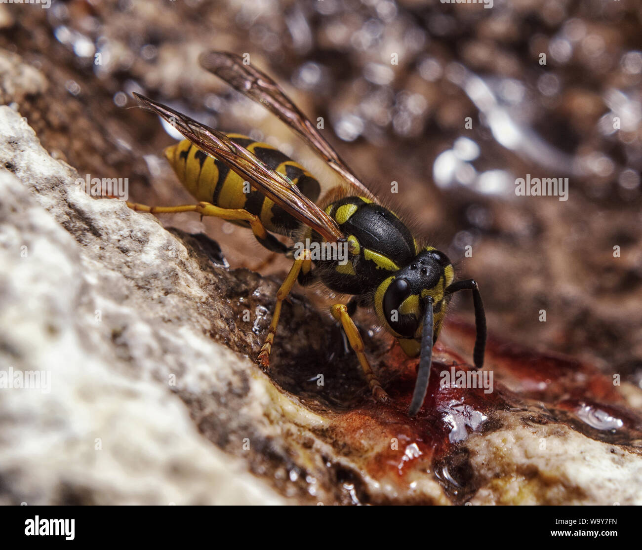 Droit d'une guêpe de manger un insecte de miel dans un environnement naturel. Mega macro shot. Extreme close-up. Banque D'Images