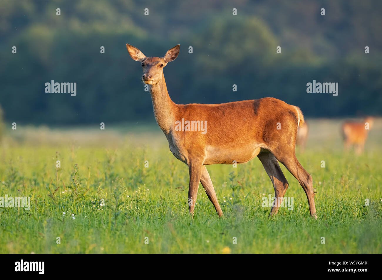 Vue de côté de l'offre red deer (Cervus elaphus, Hind debout sur un champ de foin en été, l'appareil photo face au lever du soleil. L'angle faible de femelles élégant animal Banque D'Images