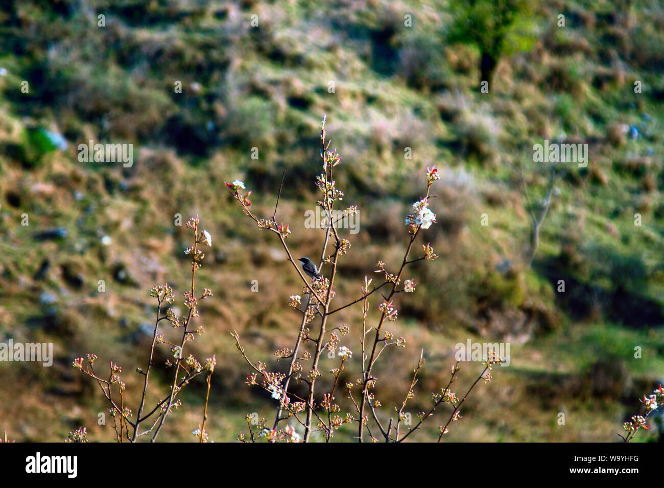 Dans la vallée de printemps de l'Himalaya. La floraison des amandes et d'oiseaux sur une branche avec des fleurs blanches. Homme Bhushchat gris Banque D'Images