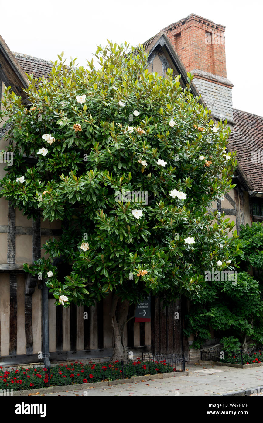 Un Magnolia grandiflora en dehors de Hall's Croft, Stratford-upon-Avon, Warwickshire, UK Banque D'Images