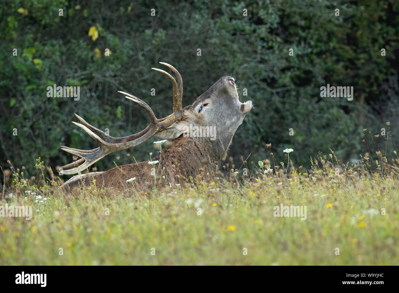Dominante adultes à Red Deer stag, Cervus elaphus, fixant et roaring sur un pré vert avec des fleurs en rut en automne. Low angle view of ma Banque D'Images
