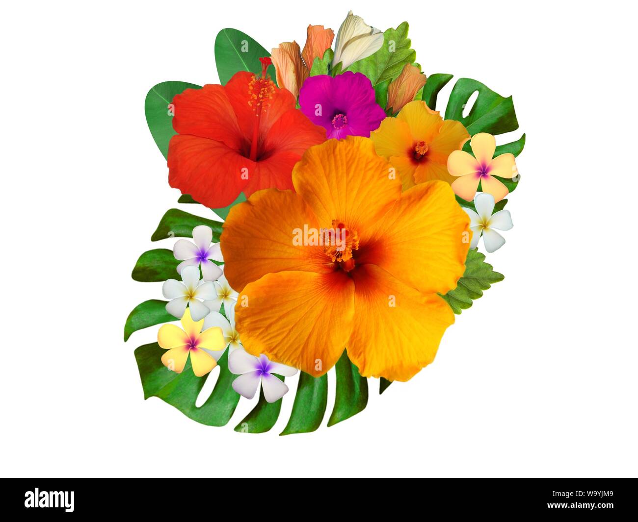 Hibiscus dans différentes couleurs et différentes variétés Banque D'Images